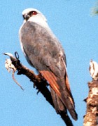 Plumbeous Kite - Photo copyright Trev Feltham