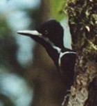 Powerful Woodpecker - Photo copyright Peter Jones