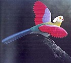 (Prince) Ruspoli's Turaco - Image copyright Blake Twigden