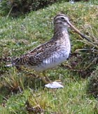 Puna Snipe - Photo copyright Nick Lowton
