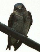 Purple Martin - Photo copyright Paul Gale
