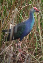 Purple Swamphen - Photo copyright Laurence Poh