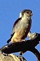 Pygmy Falcon - Photo copyright Giuliano Gerra and Silvio Sommazzi