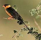 Queen Whydah - Photo copyright Max Holdt