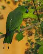 Grteen Racquet-tail - ENDANGERED - Photo copyright Tony Tilford