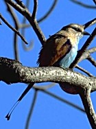 Racket-tailed Roller - Photo copyright Giuliano Gerra and Silvio Sommazzi