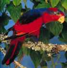 Red-and-Blue Lory - ENDANGERED - Photo copyright Loro Parque Fundaci�n