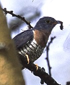 Red-chested Cuckoo - Photo copyright Silvio Sommazzi and Guiliano Gerra