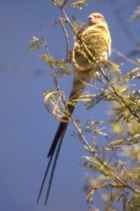 Red-faced mousebird - Photo copyright Zoo in the Wild