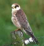 Red-footed Falcom - Photo copyright Rudy Offereins