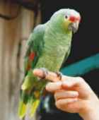 Red-lored Parrot - Photo copyright Jean Coronel