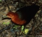Red-necked Crake - Photo copyright Trevor Quested