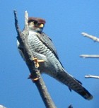 Red-necked Falcon - Photo copyright Christian Artuso