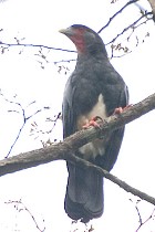 Red-throated Caracara - Photo copyright Arthur Grosset