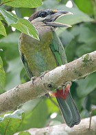 Red-vented Barbet - Photo copyright Suppalak Klabdee