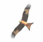 Red Kite - Photo copyright Nick Lowton