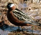 Red Phalarope - Photo copyright Erik Breden
