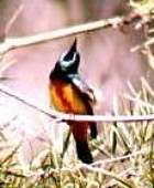 Regal Sun bird - Photo copyright Tommy Pedersen