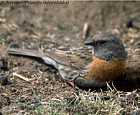Robin Accentor - Photo copyright Trevor Quested