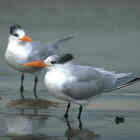 Royal Tern - Photo copyright Don DesJardin