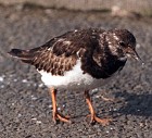 Ruddy Turnstone (winter) - Photo copyright Trevor Feltham