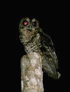 Rufous-banded Owl - Photo copyright Jurgen Beckers