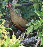 Rufous-bellied Chachalaca - Photo copyright David and Nancie Massie