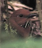 Rufous-headed Ground-Roller - Photo copyright Wim van der Schot