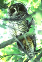 Rufous-legged Owl - Photo copyright Juan Pablo Gabella
