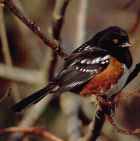 Rufous-sided Towhee - Photo copyright David Blevins