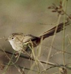 Rufous-vented Prinia - Photo copyright Muhammad Saad Nawaz Qaisrani (Pakistan)