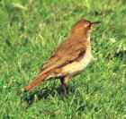 Rufous Hornero - Argentina's National Birdn - Photo copyright Cliff Buckton