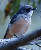 Rufous Whistler - Photo copyright Trevor Quested