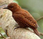 Rufous Woodpecker - Photo copyright Sumit Sen