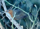 Rusty-cheeked Scimitar-babbler - Photo copyright Christian Artuso