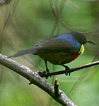Stuhlmann's (Ruwenzori) Double-collared Sunbird - Photo copyright David and Nancy Massie