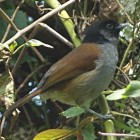 Ruwenzori Hill-Babbler - Photo copyright David Massie
