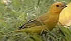 Saffron Finch - Photo copyright Ronald Orenstein