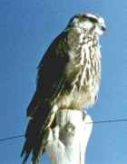 Saker Falcon - Photo copyright Lieuwe Djiksen