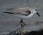 Sanderling - Photo copyright Olivier Debre