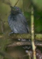 Saturnine Antshrike - Photo copyright Arthur Grosset