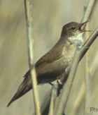 Savi's Warbler - Photo copyright Frode Falkenberg