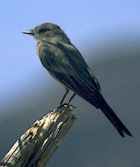 Say's Phoebe - Photo copyright Peter Weber