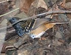 Scalloped Antbird - Photo copyright Arthur Grosset
