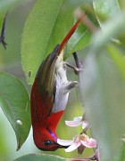 Scarlet Sunbird - Photo copyright Hideo Tani