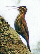 Scimitar-billed Woodcreeper - Photo coyright Alec Earnshaw