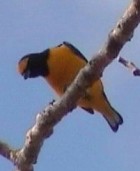 Scrub Euphonia - Photo copyright Wim van der Schot