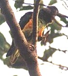 Senegal Parrot - Photo copyright Anke Poggel