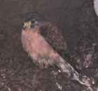 Seychelles Kestrel - Photo copyright Robert Goedegebuur