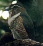 Short-legged Ground-Roller - Photo copyright Anke Poggel